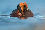 BB 10 0379 / Podiceps auritus / Horndykker